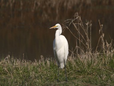 Büyük Egret (ardea alba)