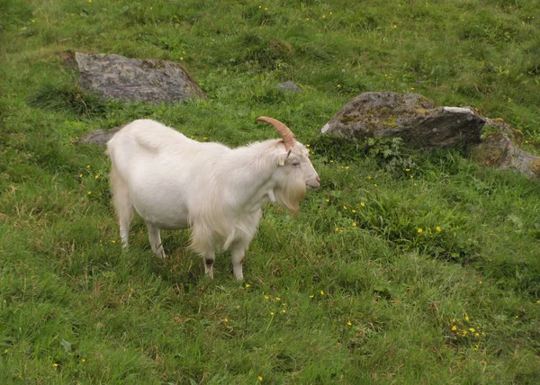 Cabra Lechera Noruega Con Cuerno Capra Aegagrus Hircus —  Fotos de Stock