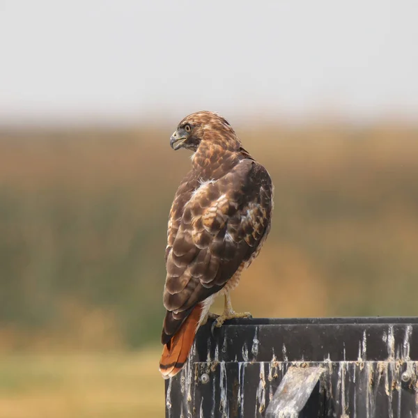 赤尾の鷹 Buteo Jamaicensis — ストック写真