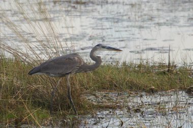 Büyük Mavi Balıkçıl (ardea herodias)