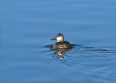 Ruddy Duck (erkek, kış rengi) (oxjura jamaicensis))