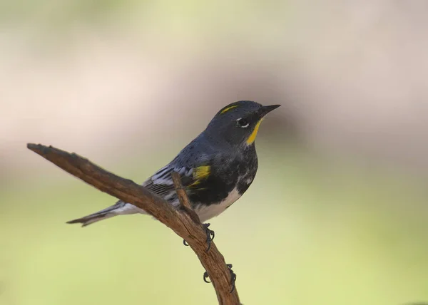 黄色いランプドウォーブラー オーデュボン Setophaga Coronata — ストック写真