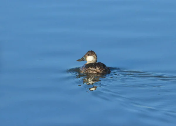 Pato Ruidoso Macho Coloración Invierno Oxjura Jamaicensis — Foto de Stock