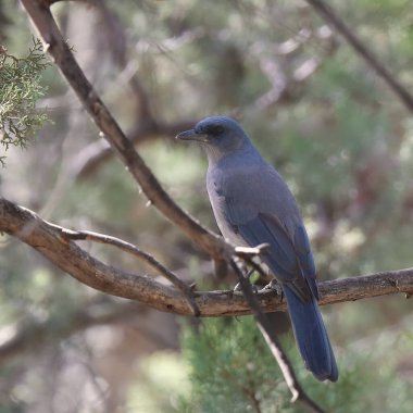 Meksika Jay (aphelocoma wollweberi)