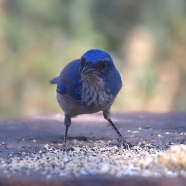Woodhouse 's Scrub Jay (aphelocoma woodhouse ii)
