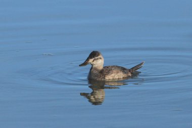 Ruddy Duck (dişi, kış) (oxjura jamaicensis))