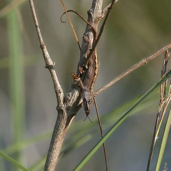 Brązowy Anole Jaszczurka Jedząca Motyla Anolis Sagrei — Zdjęcie stockowe