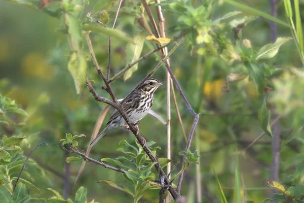 Vesper Veréb Pooecetes Gramineus — Stock Fotó