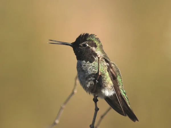 Anna Kolibrie Mannetje Calypte Anna — Stockfoto