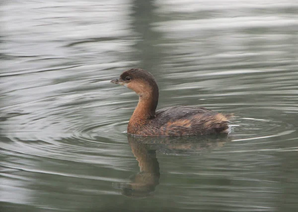 Grèbe Bec Court Podilymbus Podiceps — Photo