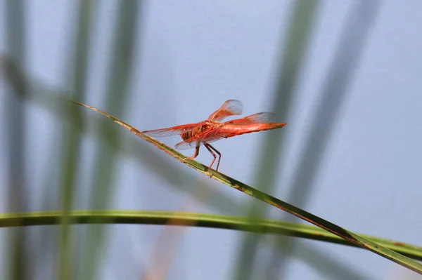 Flame Skimmer Dragonfly Libellula Saturata — Stock Photo, Image