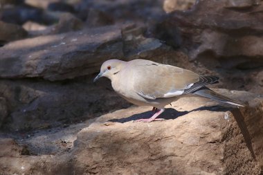 Beyaz kanatlı güvercin (zenaida asiatica)