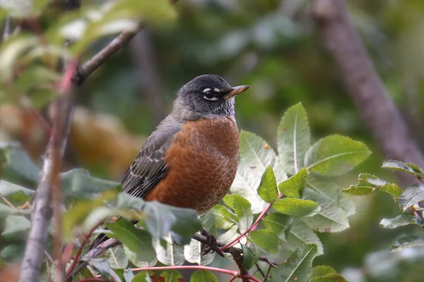 Amerikalı Robin Turdus Migratorius — Stok fotoğraf