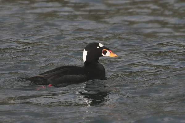 Surf Scoter Melanitta Perspicillata — стоковое фото