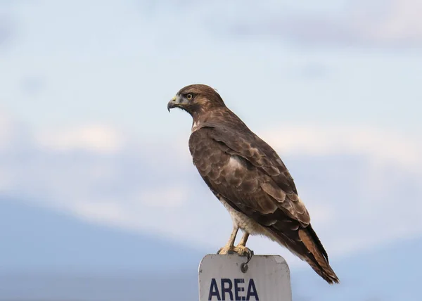 Halcón Cola Roja Buteo Jamaicensis — Foto de Stock