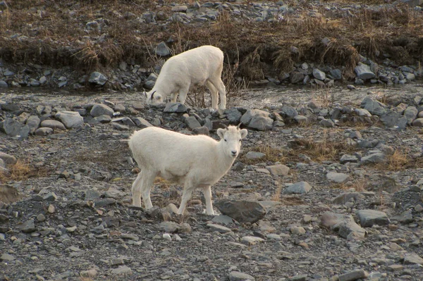 Owce Dzikie Młode Ovis Dalli — Zdjęcie stockowe