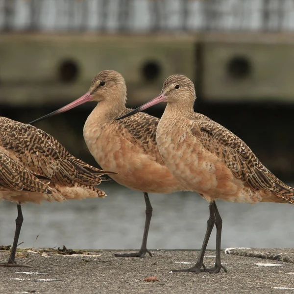 Marbled Godwits Standing Pier Limosa Fedoa — Stock Photo, Image