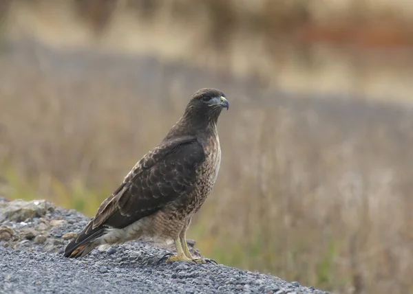 赤尾の鷹 Buteo Jamaicensis — ストック写真