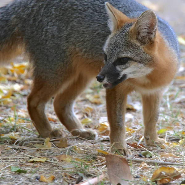 Zorro Gris Urocyon Cinereoargenteus — Foto de Stock