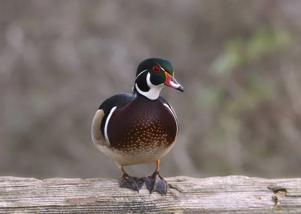 Canard Branchu Aix Sponsa — Photo