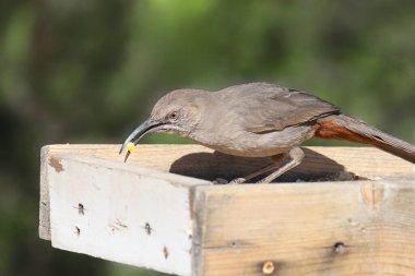 Kriz Çözücü (toksozom crissale)