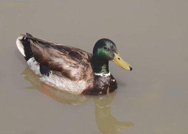 Mallard Duck (erkek) (anas platyrhynchos)