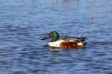 Kuzey Kürekçisi (erkek) (spatula clypeata)