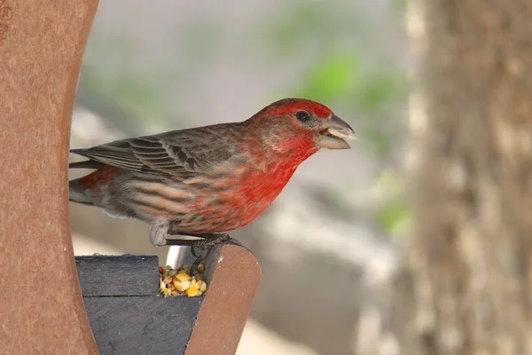 Huisvink Mannetje Hemorhous Mexicanus — Stockfoto