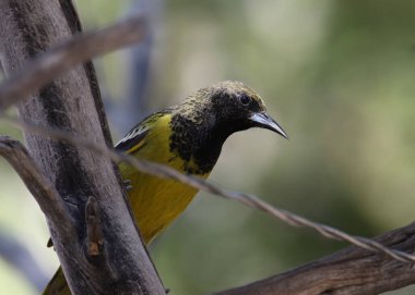 Scott's Oriole (dişi) (icterus parisorum)