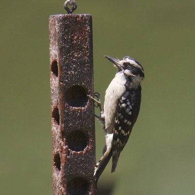 Hairy Woodpecker (female) (picoides villosus)  clipart