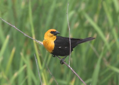 Sarı başlı Karatavuk (erkek) (xanthocephalus xanthocephalus)