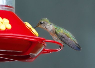 Calliope Hummingbird (dişi) geleneksel bir sinekkuşu besleyicisinde (selasphorus calliiope))
