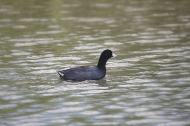 Amerikan Sakarmeke (Fulica americana)