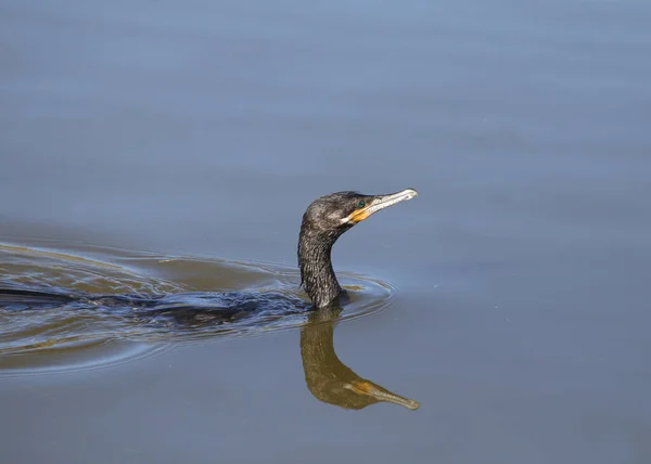 Баклан Неотропічної Phalacrocorax Brasilianus — стокове фото