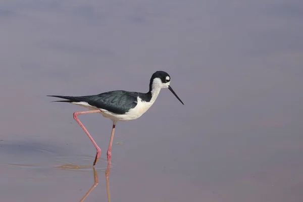 Tige Cou Noir Himantopus Mexicanus — Photo