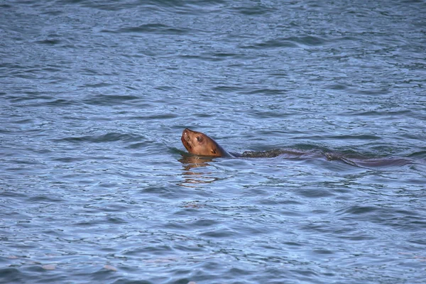 Kaliforniya Deniz Aslanı Okyanusta Yüzüyor Zalophus Californianus — Stok fotoğraf