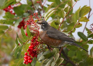 Amerikalı Robin kırmızı böğürtlenlerle (turdus migratorius) ziyafet çekiyor)