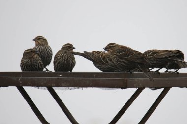 Bir grup kırmızı kanatlı karatavuk (dişi) bir platform kuş besleyicisi (Agelaius phoeniceus) ile beslenir.)