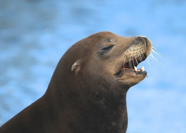Nahaufnahme Des Kopfes Eines Kalifornischen Seelöwen Maul Offen Zähne Gezeigt — Stockfoto