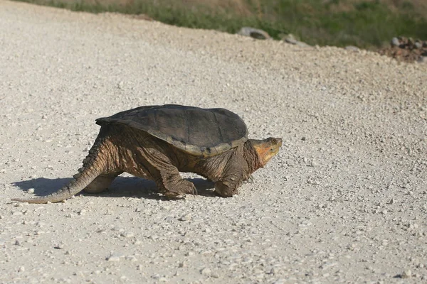 Snapping Turtle Crossing Dirt Road Chelydra Serpentina — Stock Photo, Image