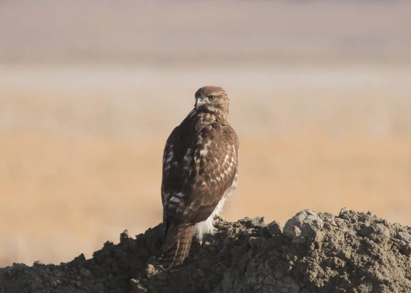 赤尾の鷹 Buteo Jamaicensis — ストック写真