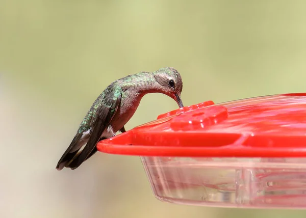 Rivoli Kolibrie Vrouwtje Drinkend Uit Een Traditionele Kolibrie Voerbak Eugenes — Stockfoto