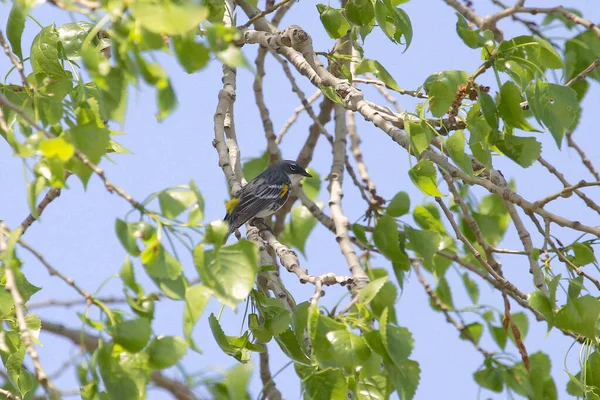 Arandela Myrtle Setophaga Coronata — Foto de Stock