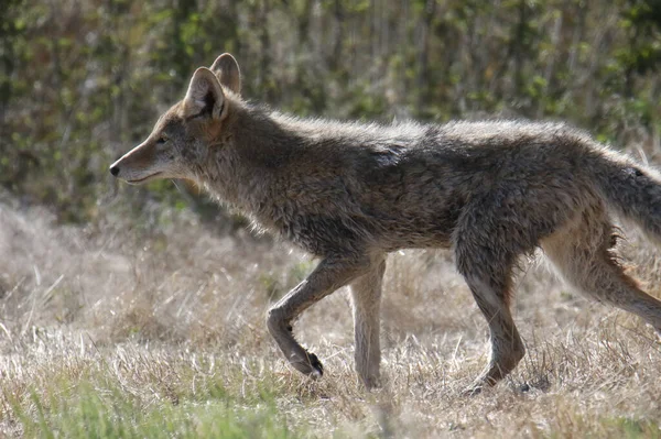 Coyote Canis Latrans Lobo Pradera — Foto de Stock