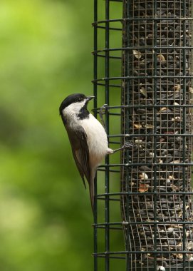 Carolina Chickadee (Poecile carolinensis)
