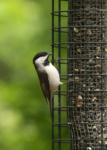 Carolina Chickadee Poecile Carolinensis — Foto de Stock