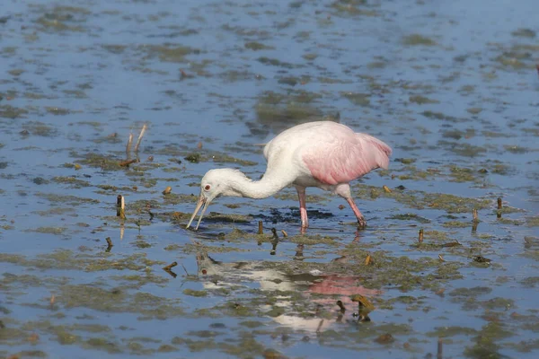 Pembe Kaşıkçı Platalea Ajaja — Stok fotoğraf