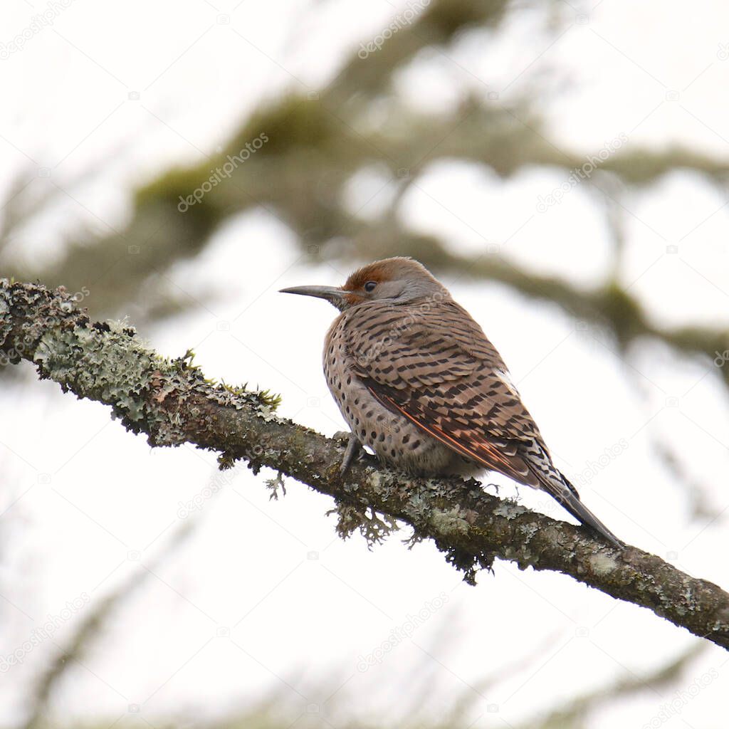 Northern Flicker (Red-shafted, female) (colaptus auratus)
