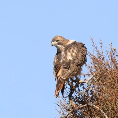 Kızıl kuyruklu Şahin (preening) (buteo jamaicensis))