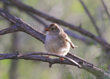 Beyaz Taç Giyen Serçe (olgunlaşmamış) (zonotrichia löcophrys))